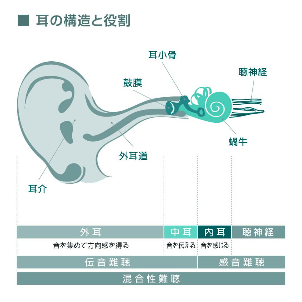 耳の構造補聴器参考用